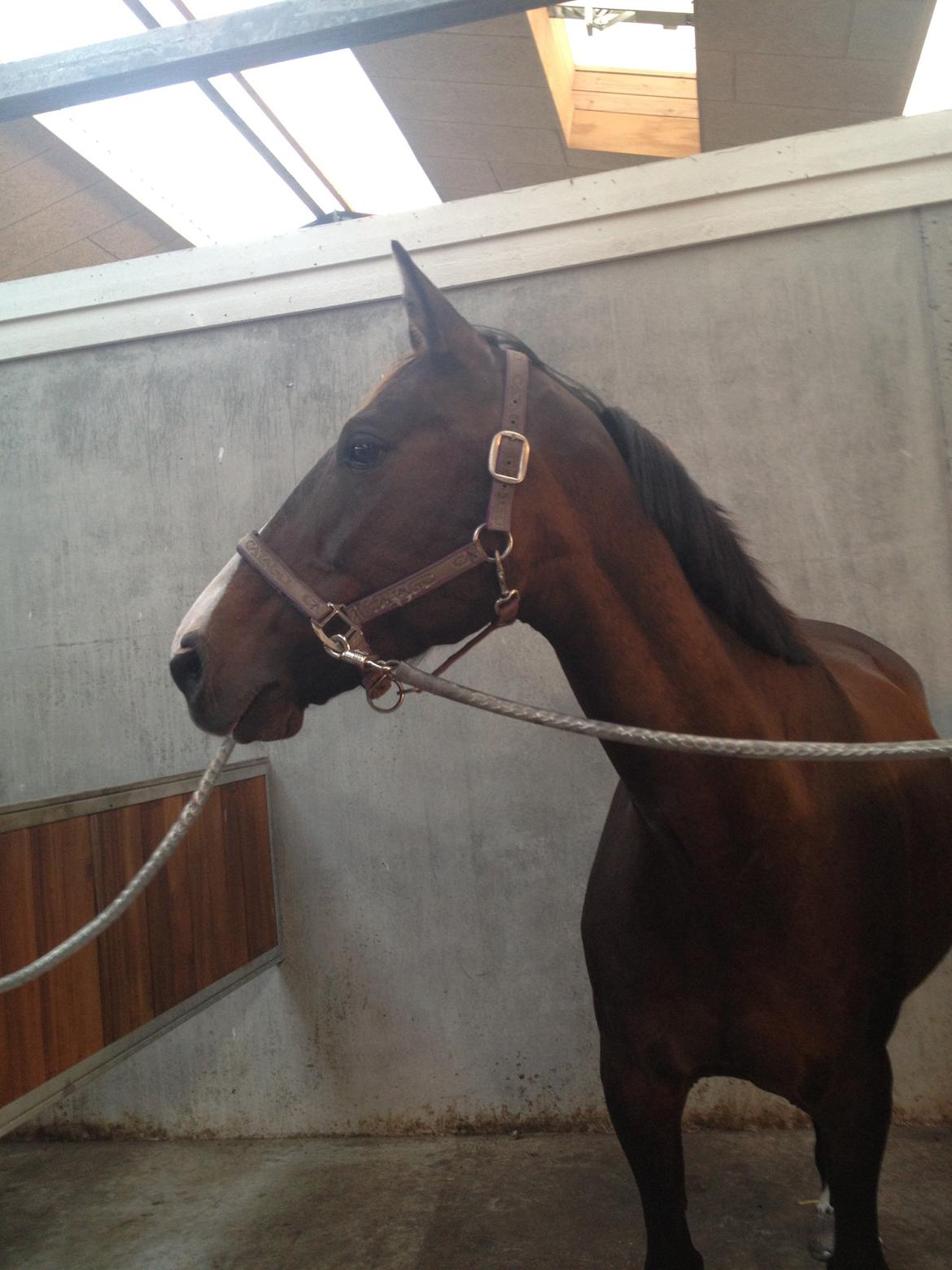 Anden særlig race Gaillarde de Osnard "Oda" <3 billede 13