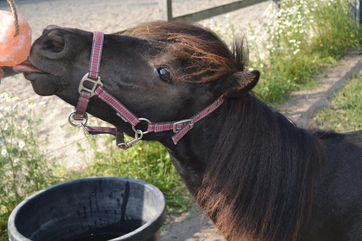 Anden særlig race Callisto billede 15