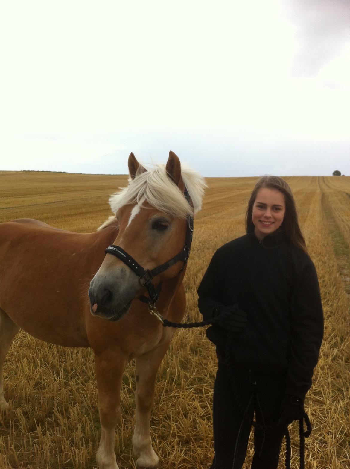 Haflinger Hestehovens Archibald - velkomen til Archibalds profil billede 26