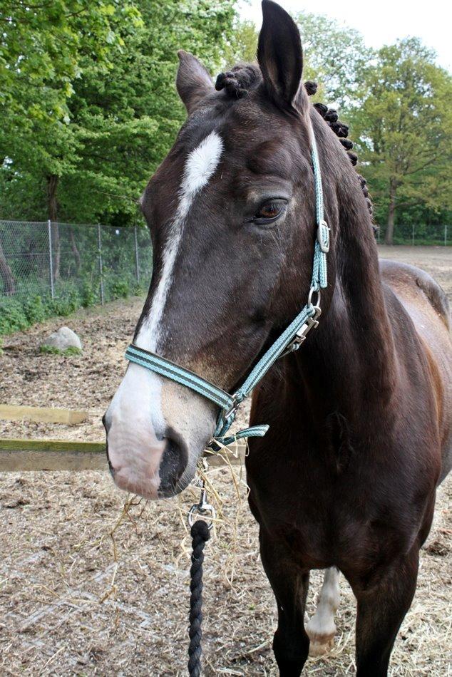 Anden særlig race Solly - Åh hvor jeg savner dig <3 billede 16