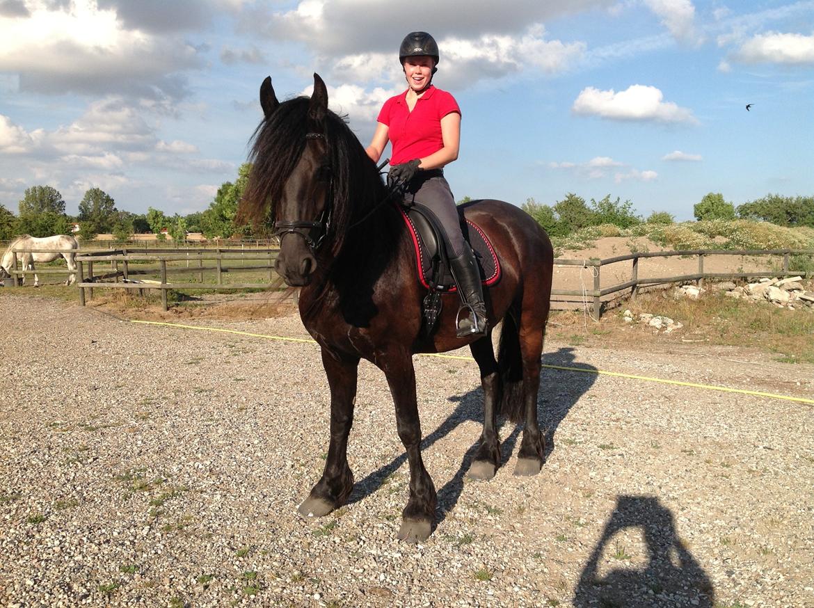 Frieser Zaffa AF Fugleholt (mors) billede 3