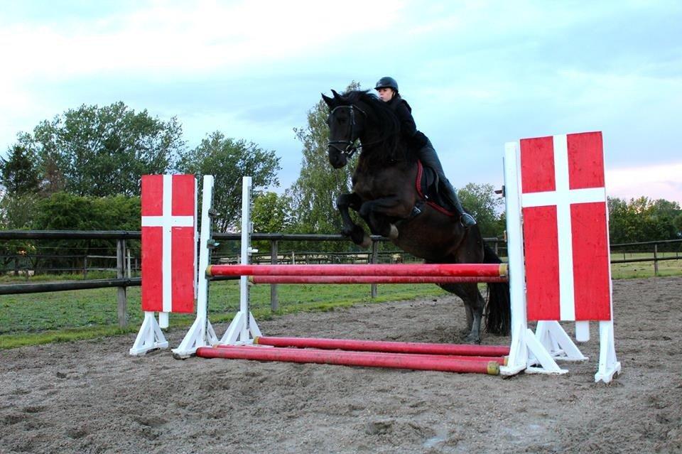 Frieser Zaffa AF Fugleholt (mors) billede 18