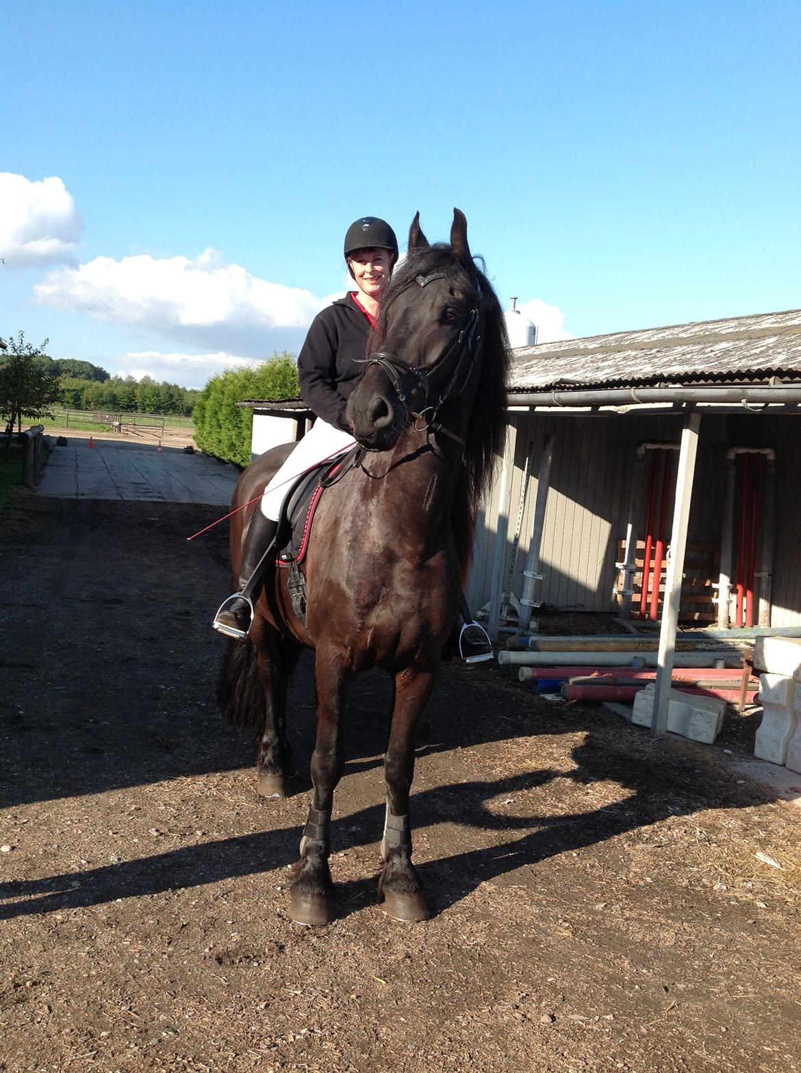 Frieser Zaffa AF Fugleholt (mors) billede 19