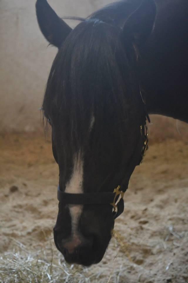 Anden særlig race Starlight billede 14