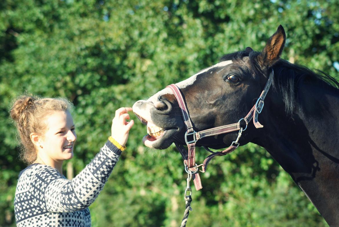 Anden særlig race Sofiesminde`s Milanto billede 10
