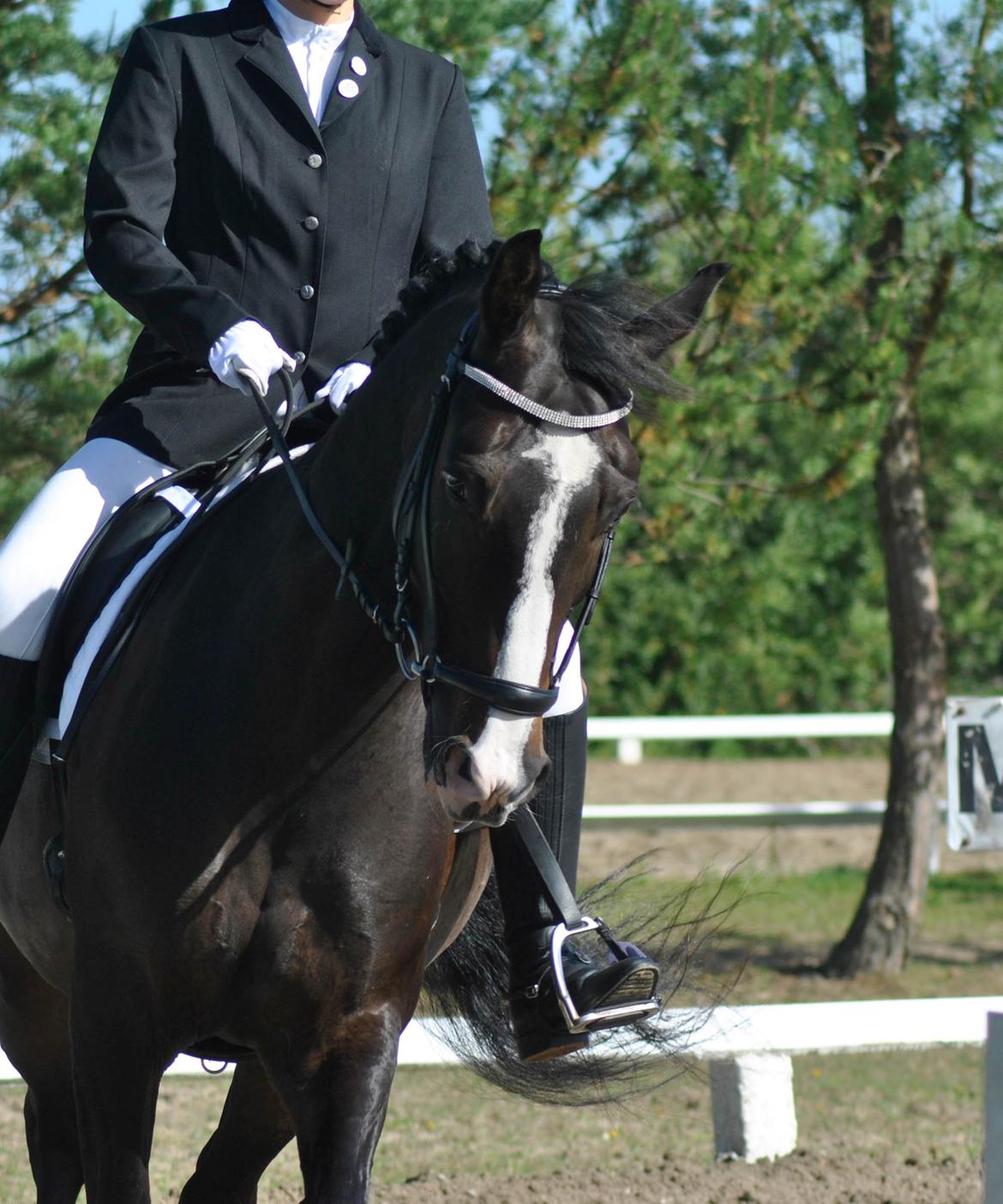 Anden særlig race Sofiesminde`s Milanto billede 11