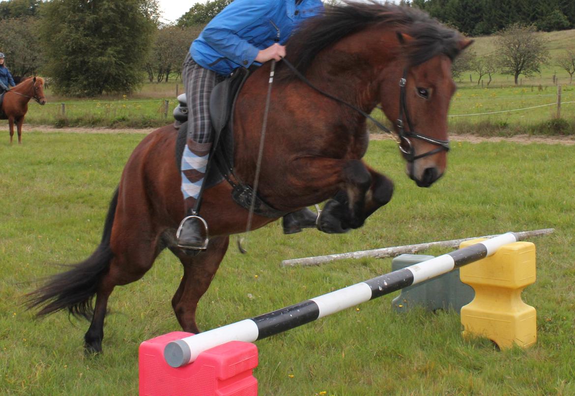 Islænder Magnus teglum - Så sej er Magnus bare:) HNIE 20/9-13<3 billede 5