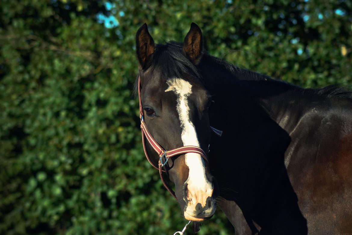 Anden særlig race Sofiesminde`s Milanto - Hej smukke! billede 12