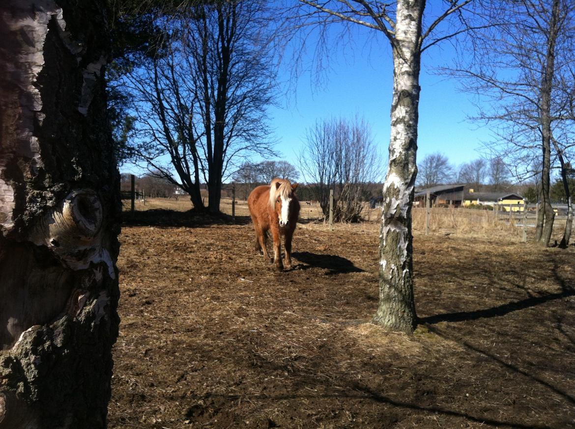 Islænder Elja af skovbogaard (Himmelhest) billede 6