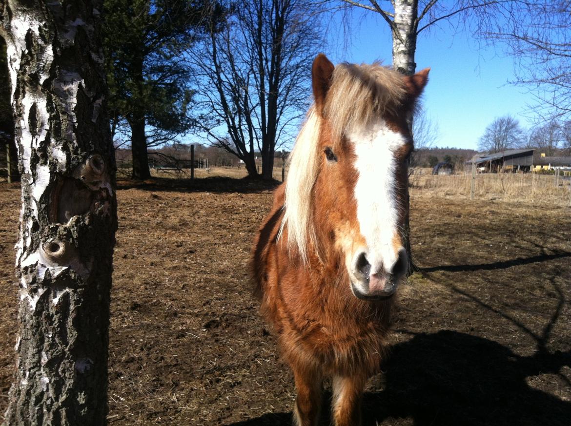 Islænder Elja af skovbogaard (Himmelhest) billede 10