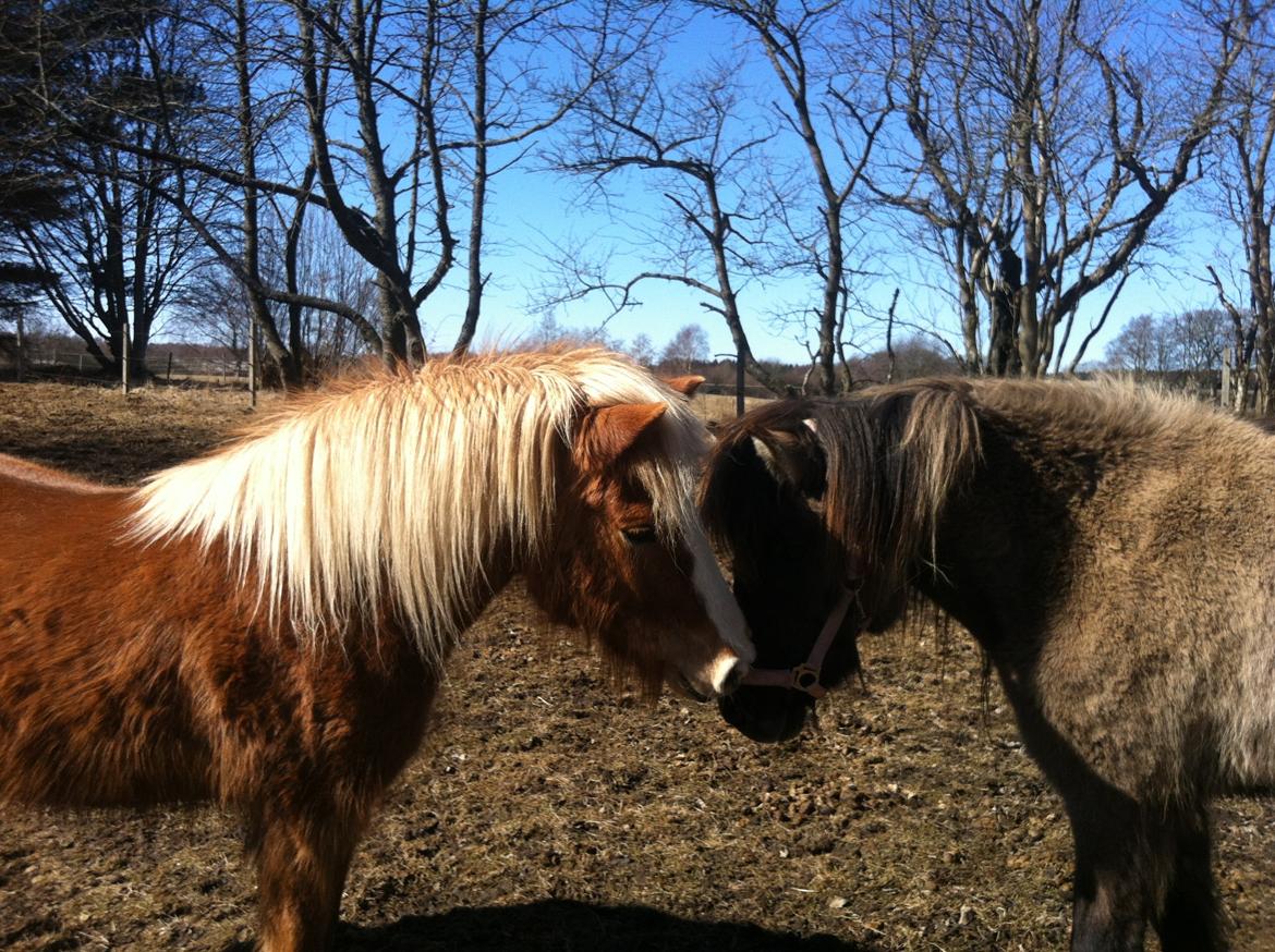 Islænder Elja af skovbogaard (Himmelhest) billede 11