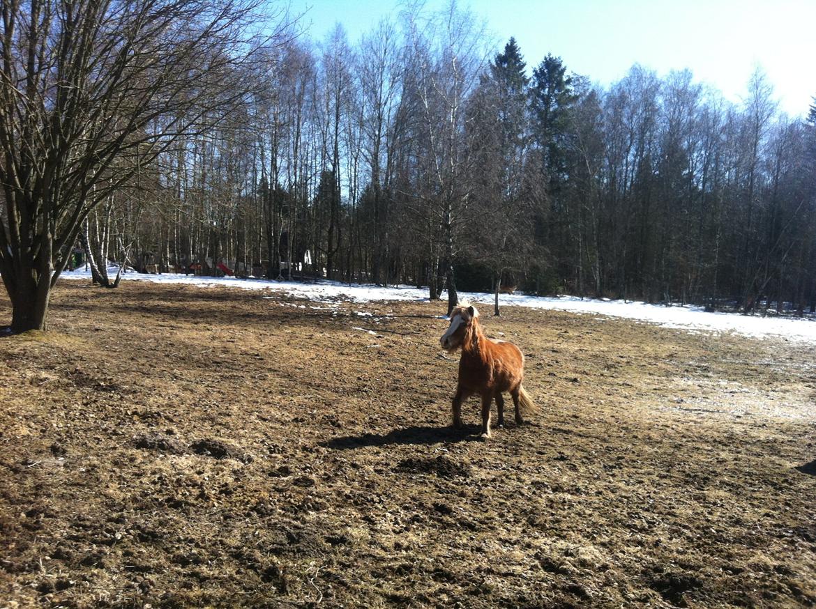 Islænder Elja af skovbogaard (Himmelhest) billede 15