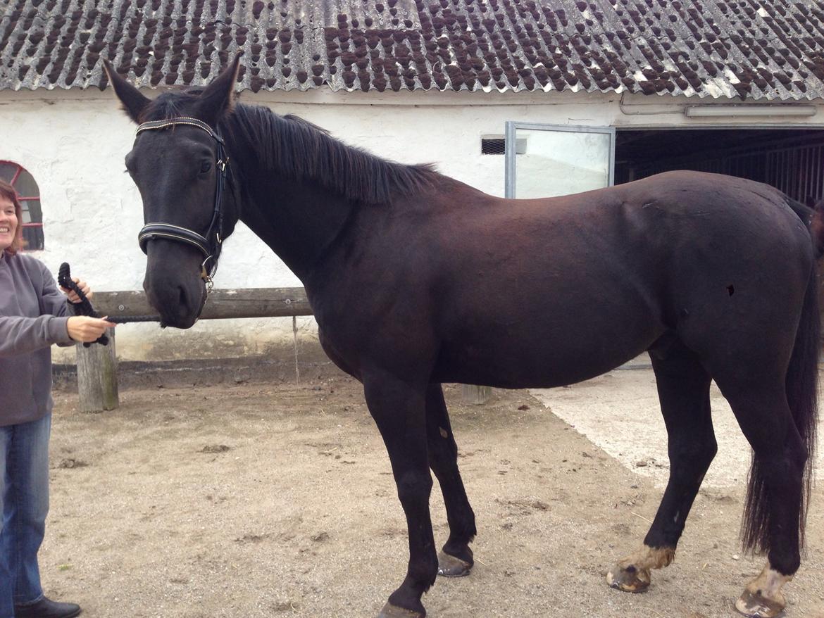 Oldenborg Flakkemosegårds Galantino billede 16