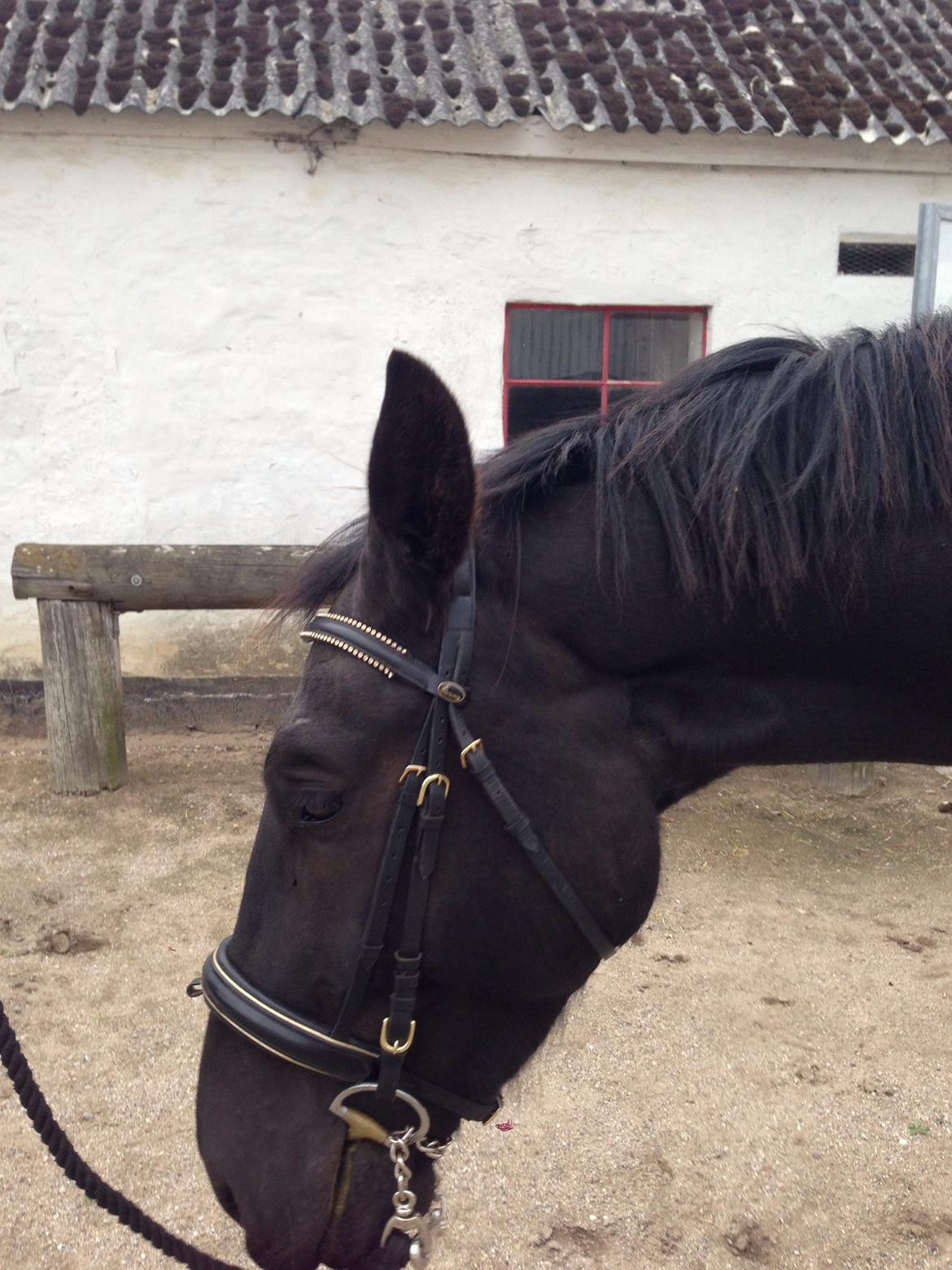 Oldenborg Flakkemosegårds Galantino billede 20