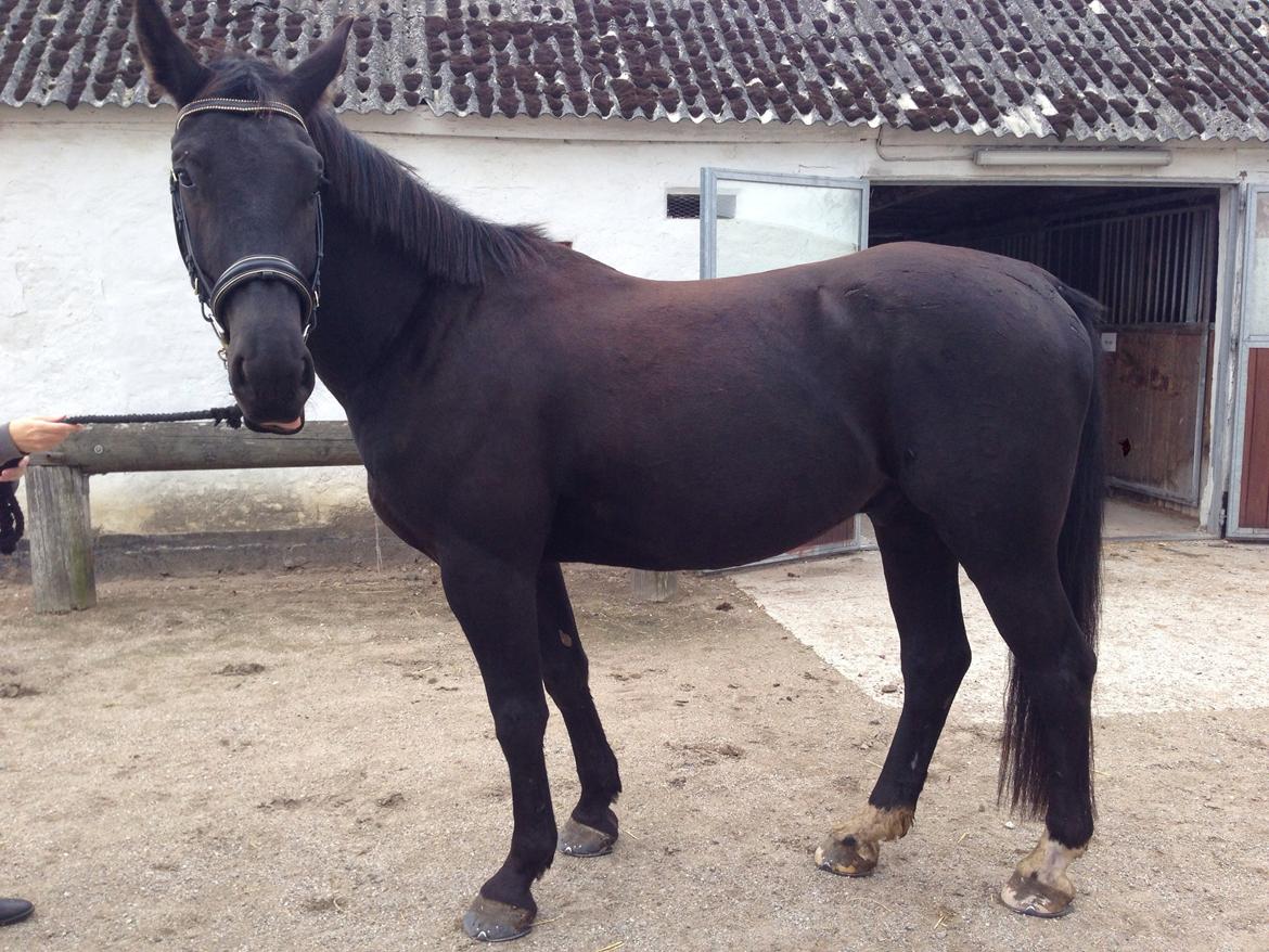 Oldenborg Flakkemosegårds Galantino billede 21