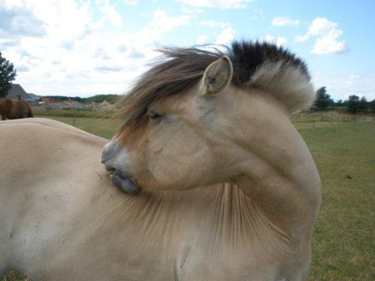 Fjordhest †Strandhuses Sif† billede 22