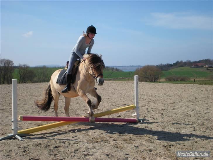 Fjordhest †Strandhuses Sif† billede 25