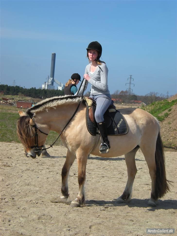 Fjordhest †Strandhuses Sif† billede 26