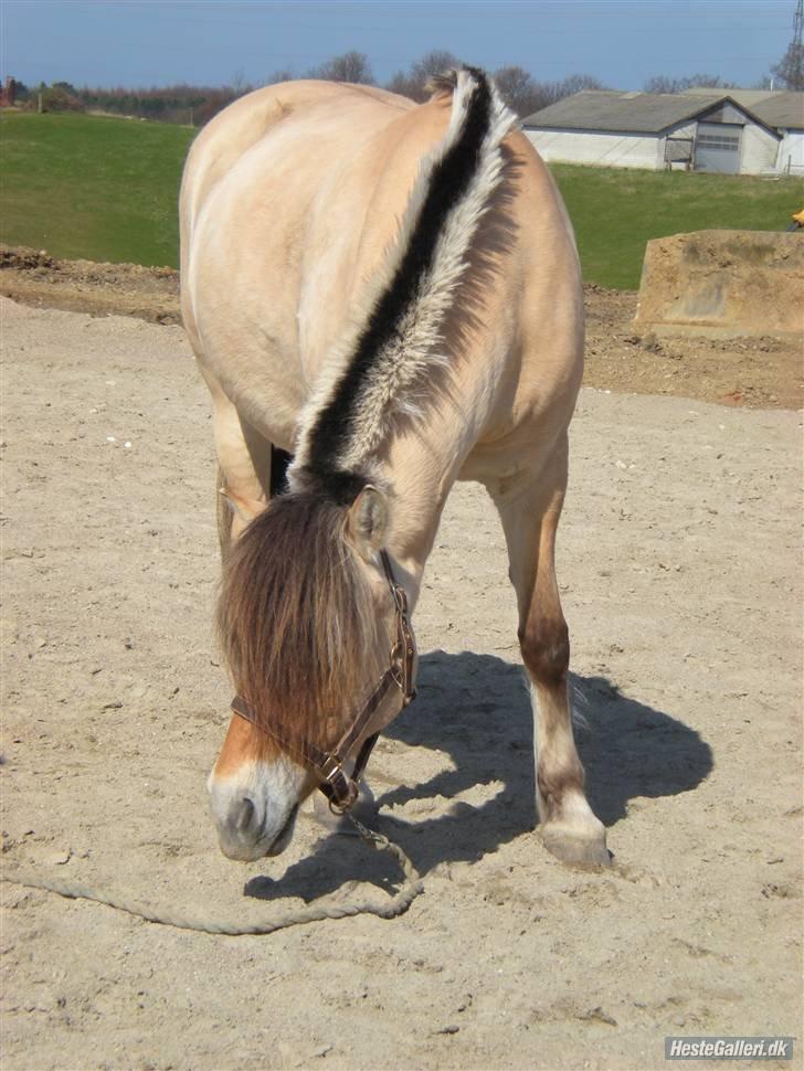 Fjordhest †Strandhuses Sif† billede 28