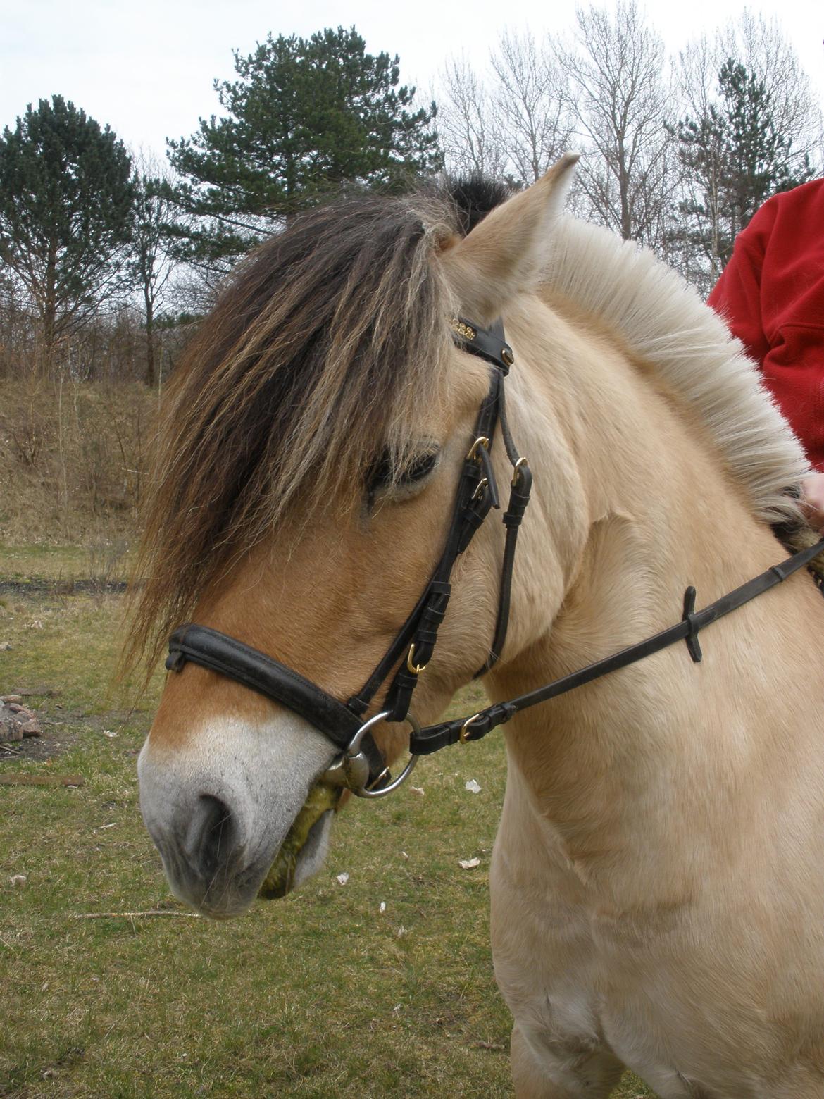 Fjordhest †Strandhuses Sif† billede 30