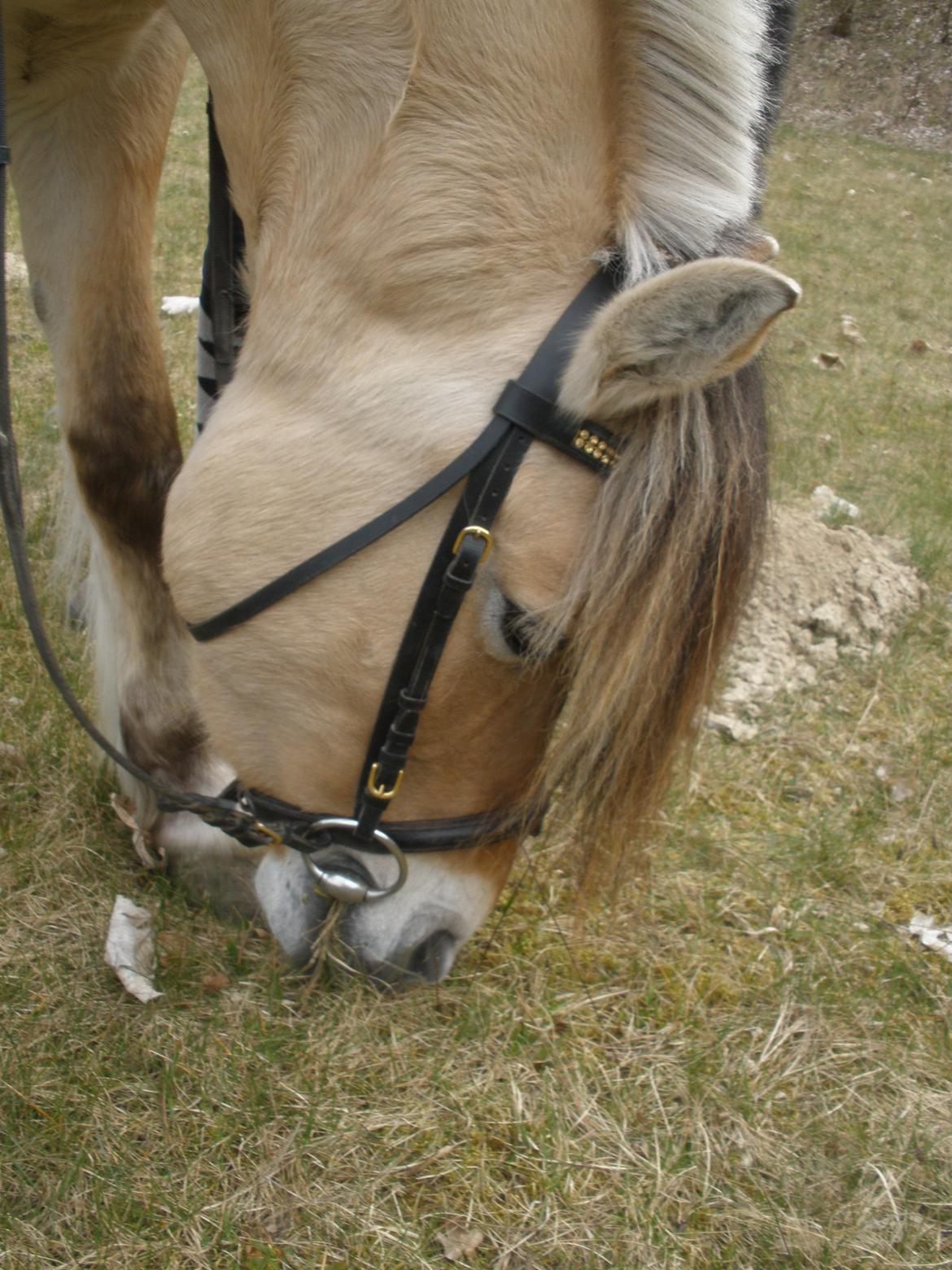 Fjordhest †Strandhuses Sif† billede 33