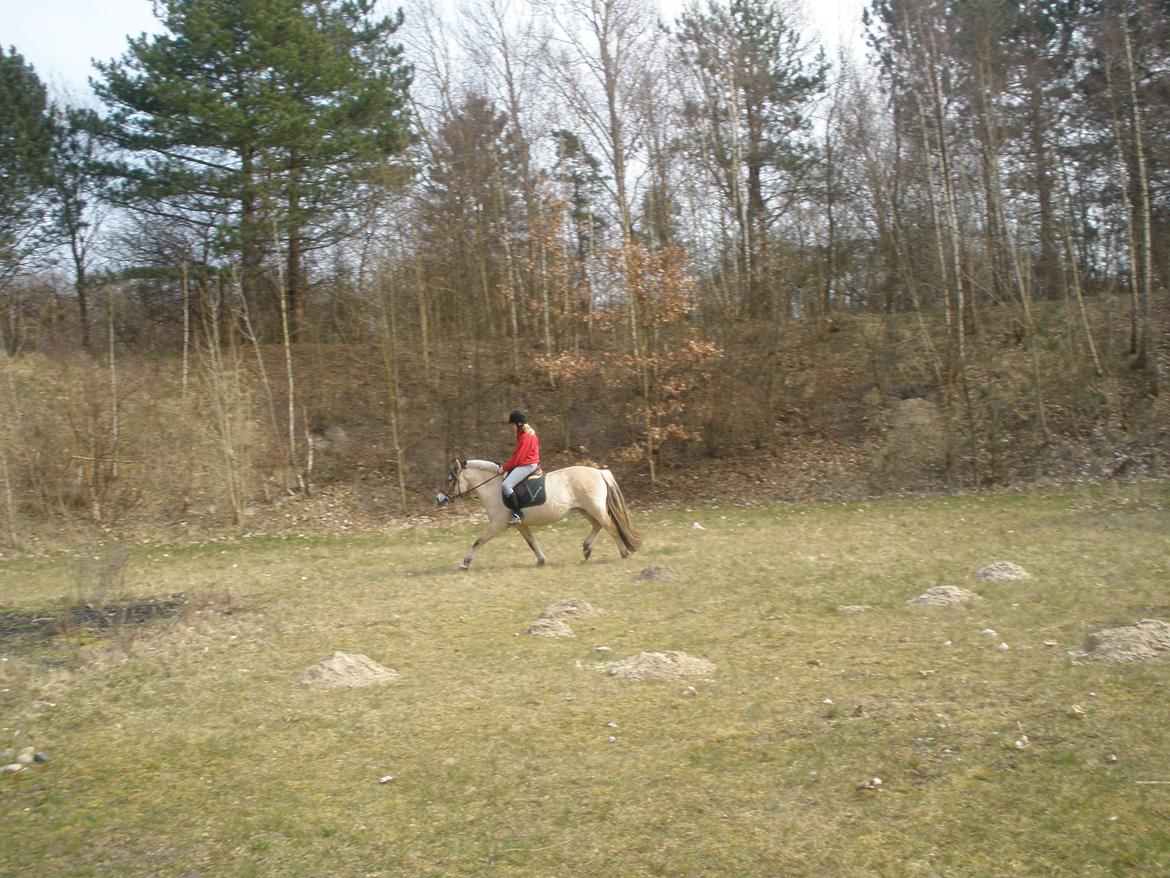 Fjordhest †Strandhuses Sif† billede 35