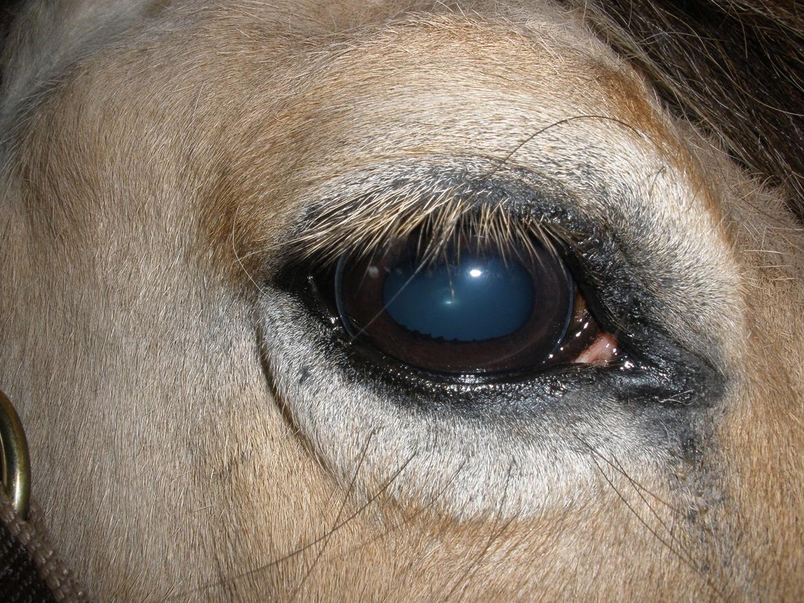 Fjordhest †Strandhuses Sif† billede 38