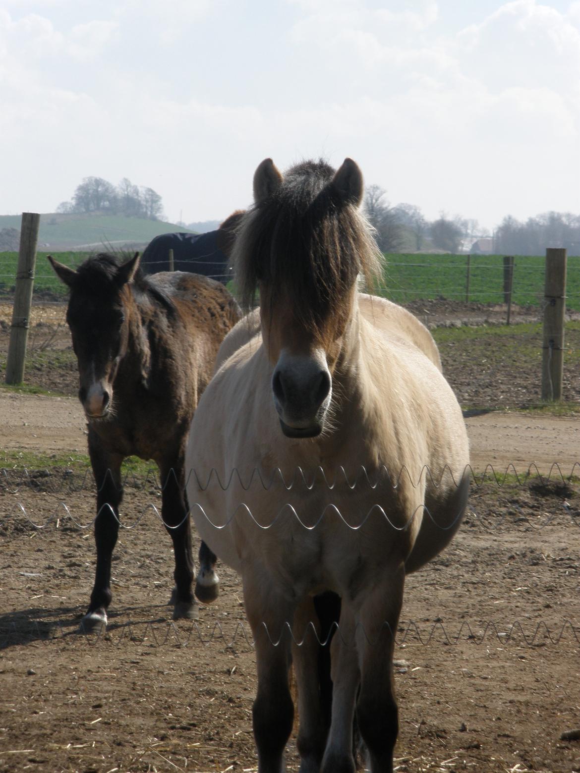 Fjordhest †Strandhuses Sif† billede 40