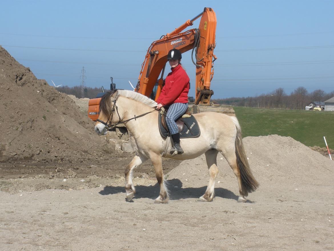 Fjordhest †Strandhuses Sif† billede 42