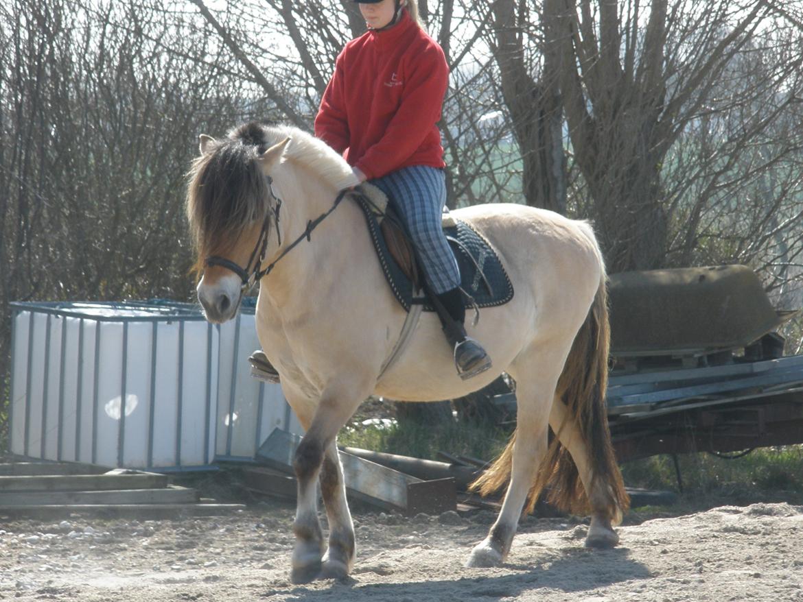 Fjordhest †Strandhuses Sif† billede 43