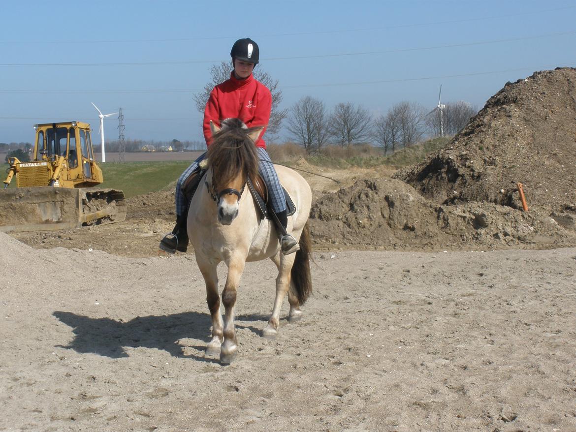 Fjordhest †Strandhuses Sif† billede 44