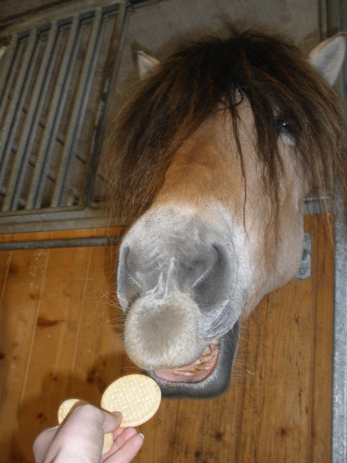 Fjordhest †Strandhuses Sif† billede 45