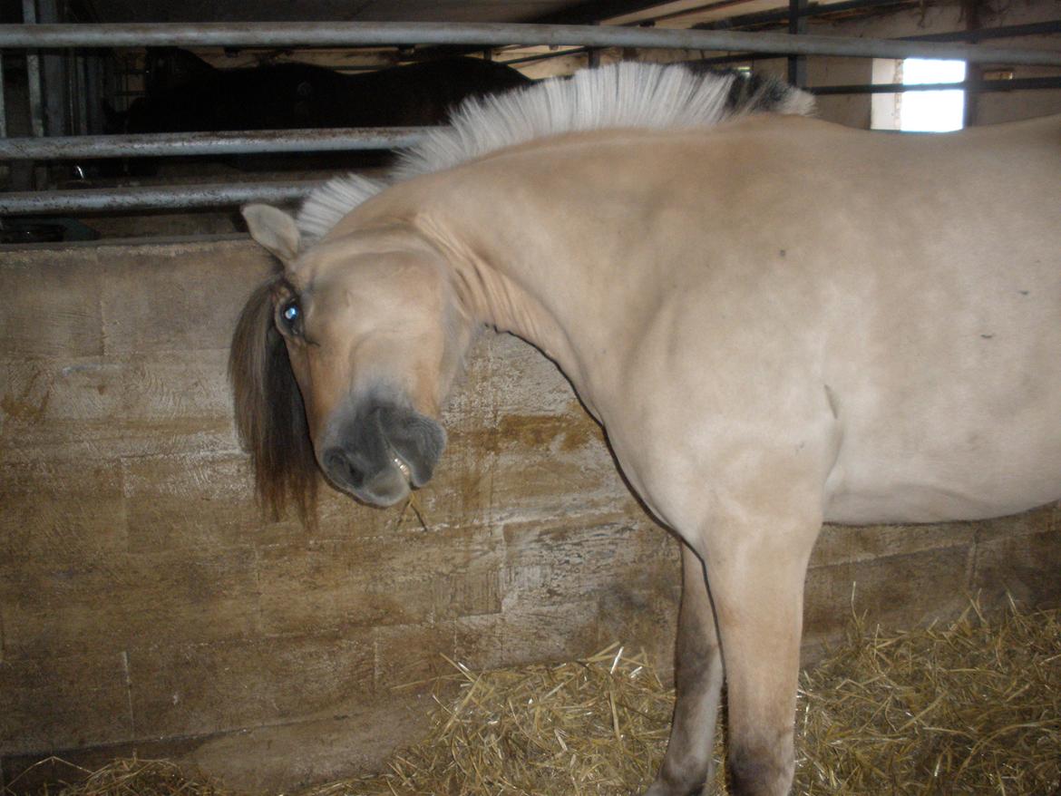 Fjordhest †Strandhuses Sif† billede 46