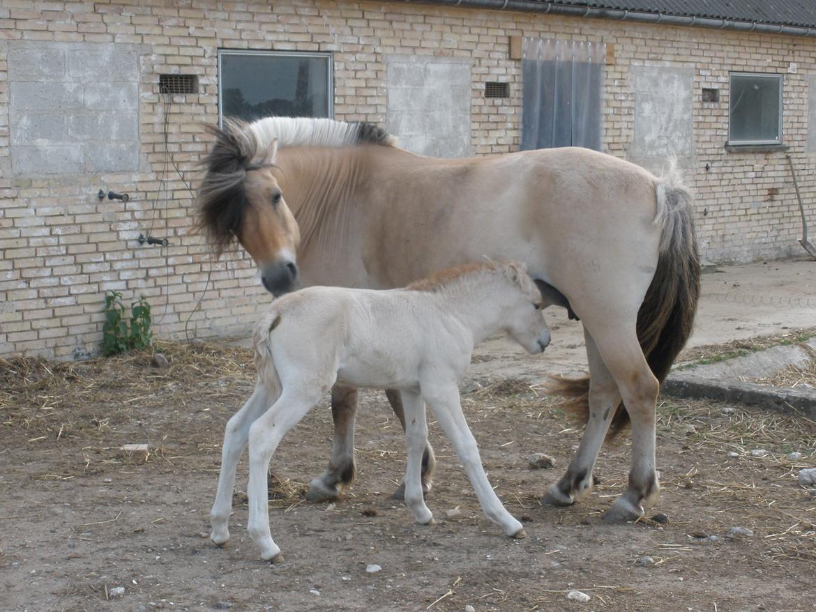 Fjordhest †Strandhuses Sif† billede 50