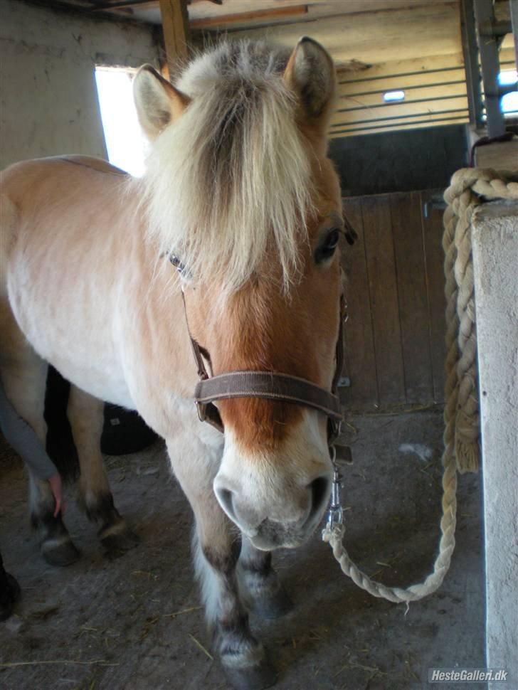 Fjordhest † Fie† billede 21