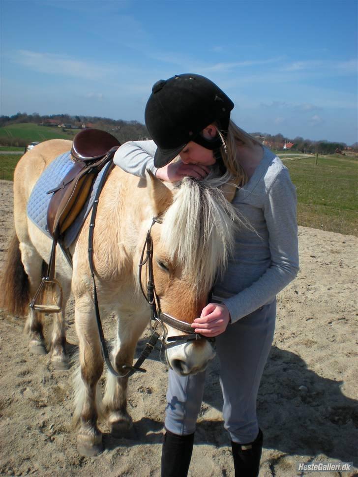 Fjordhest † Fie† billede 23