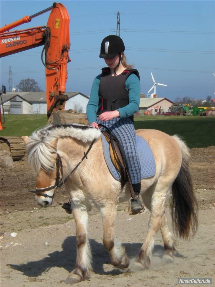 Fjordhest † Fie† billede 24