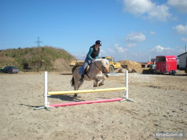 Fjordhest † Fie† billede 25