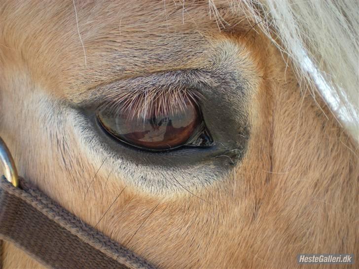 Fjordhest † Fie† billede 26