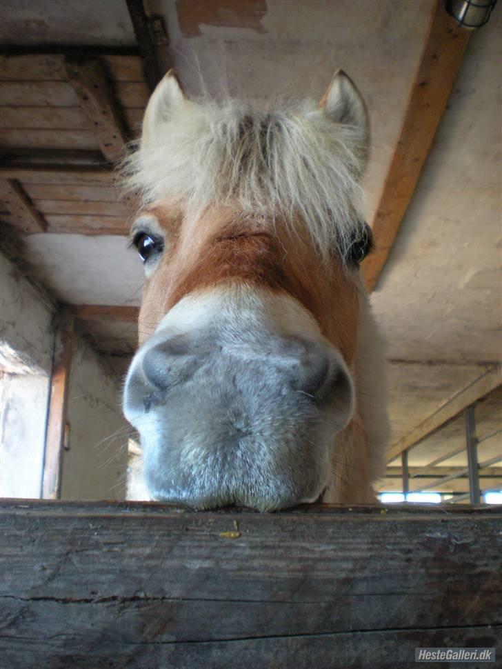 Fjordhest † Fie† billede 27