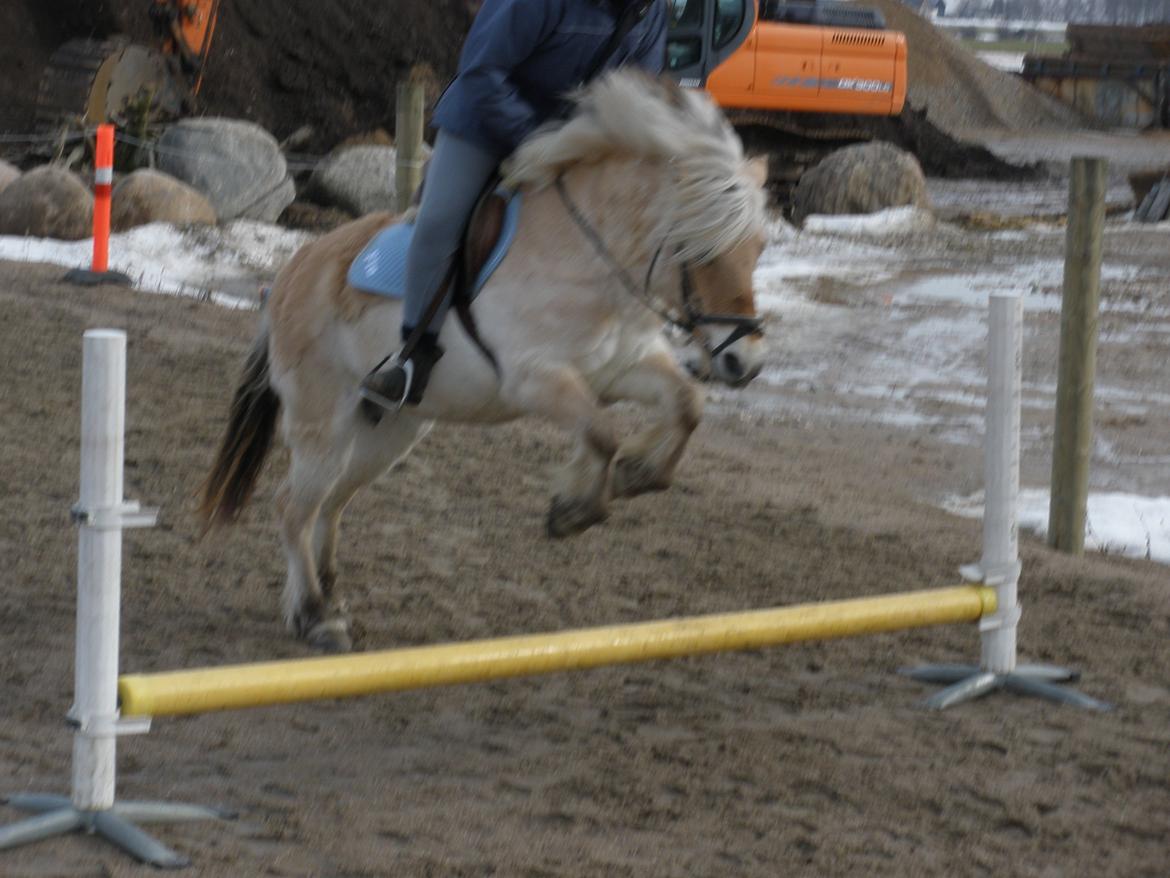 Fjordhest † Fie† billede 28