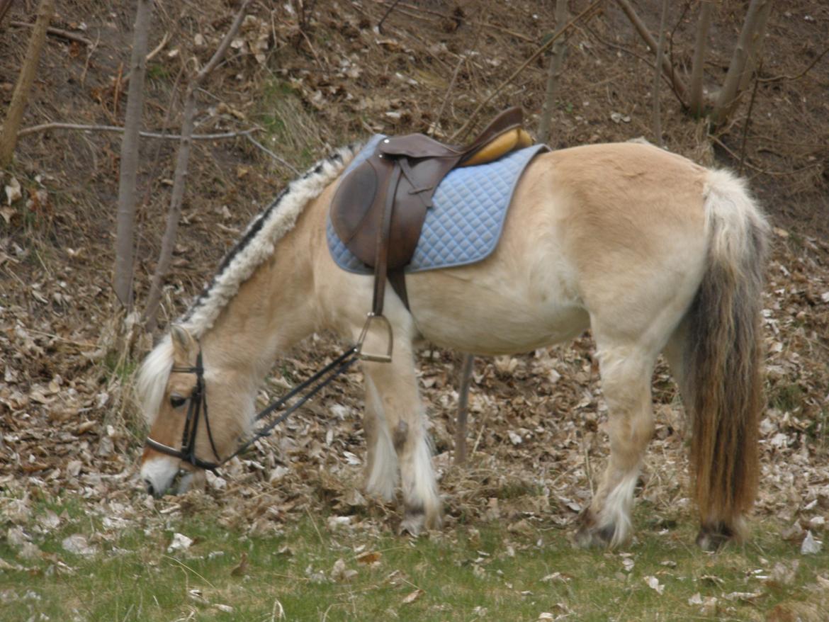 Fjordhest † Fie† billede 29