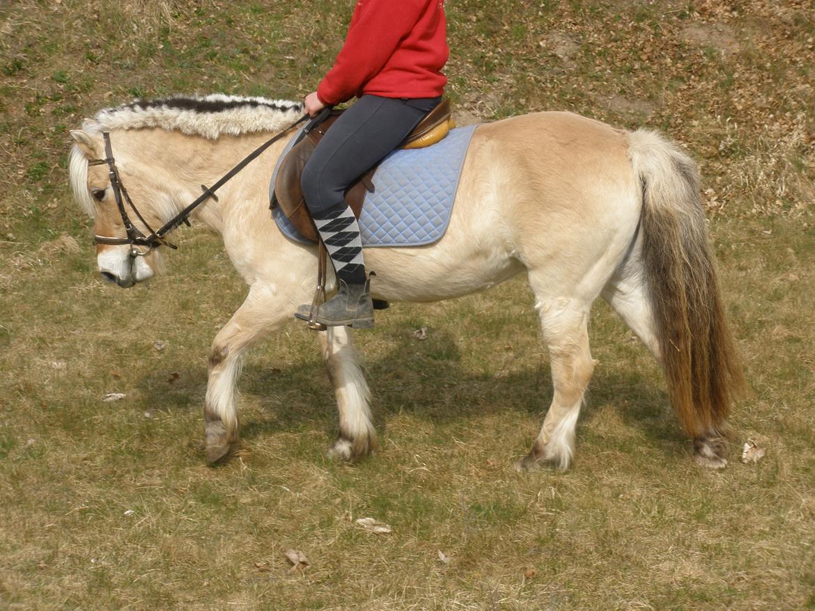 Fjordhest † Fie† billede 30