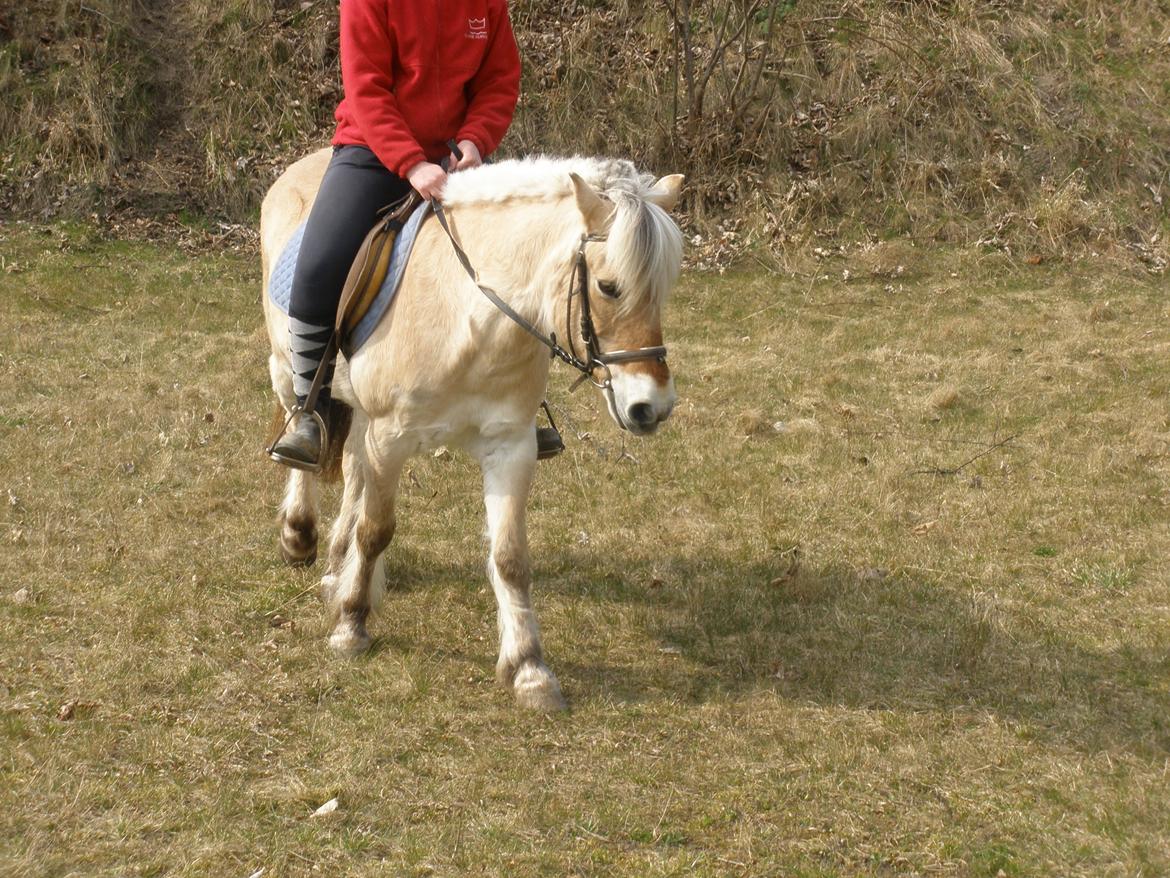 Fjordhest † Fie† billede 31