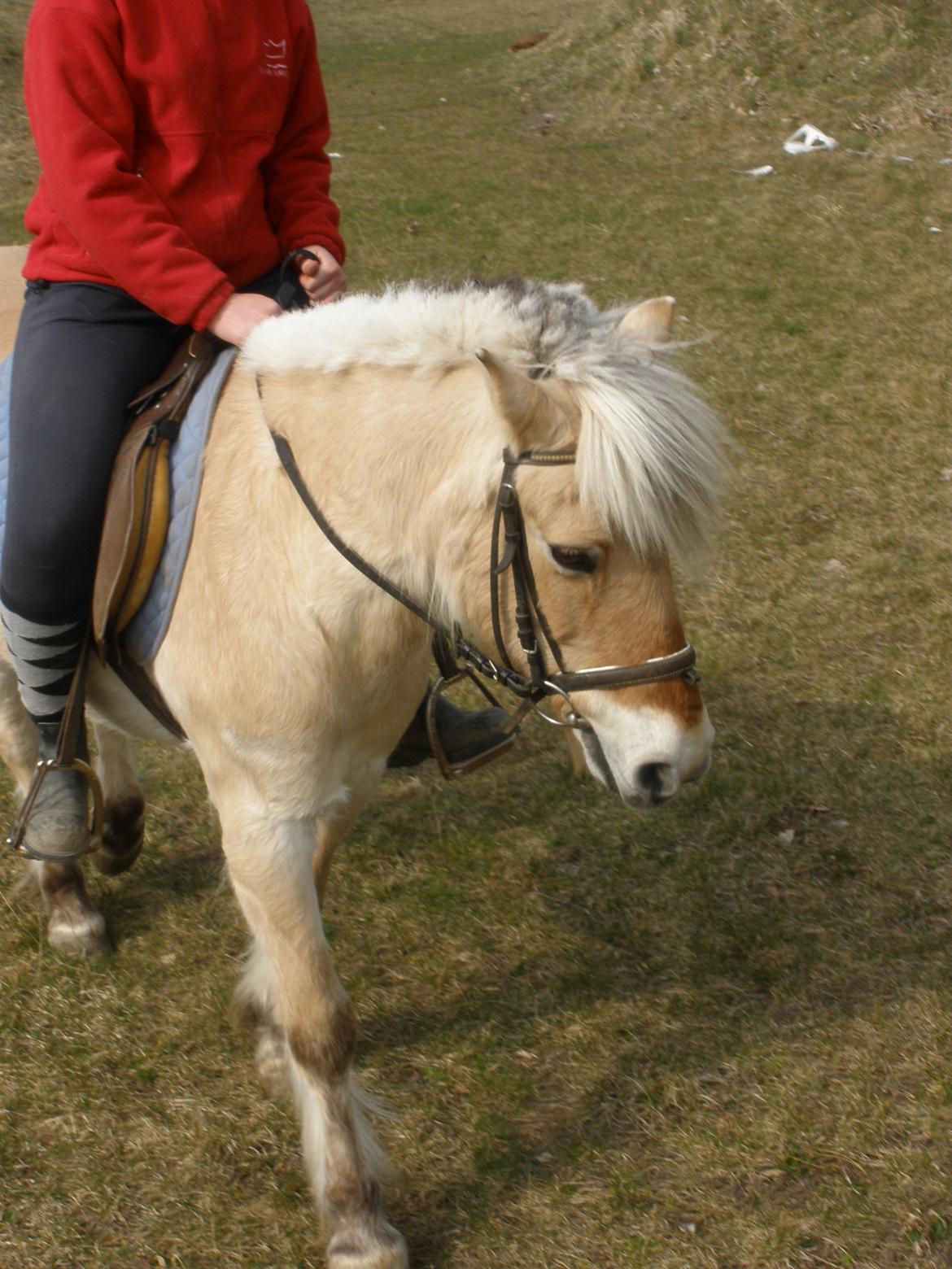 Fjordhest † Fie† billede 33