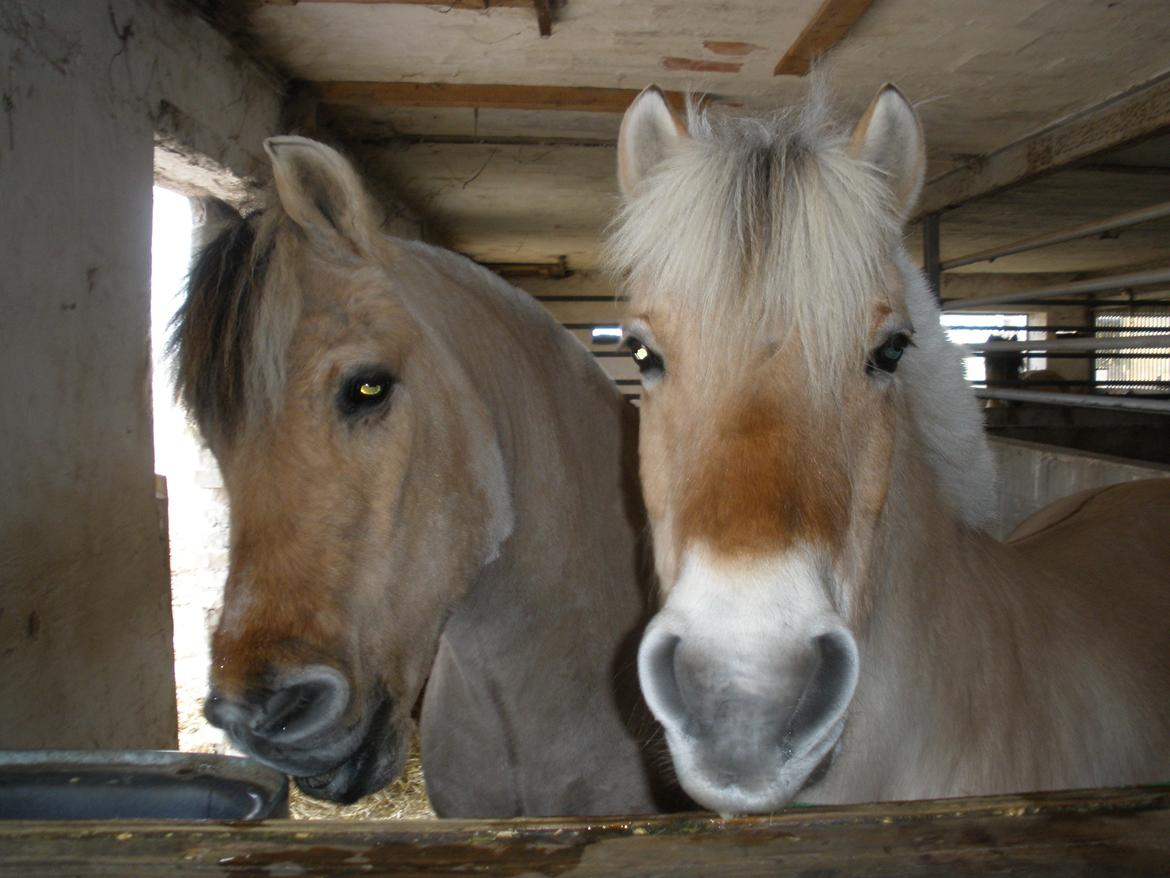 Fjordhest † Fie† billede 38