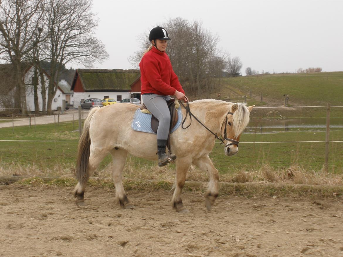 Fjordhest † Fie† billede 39