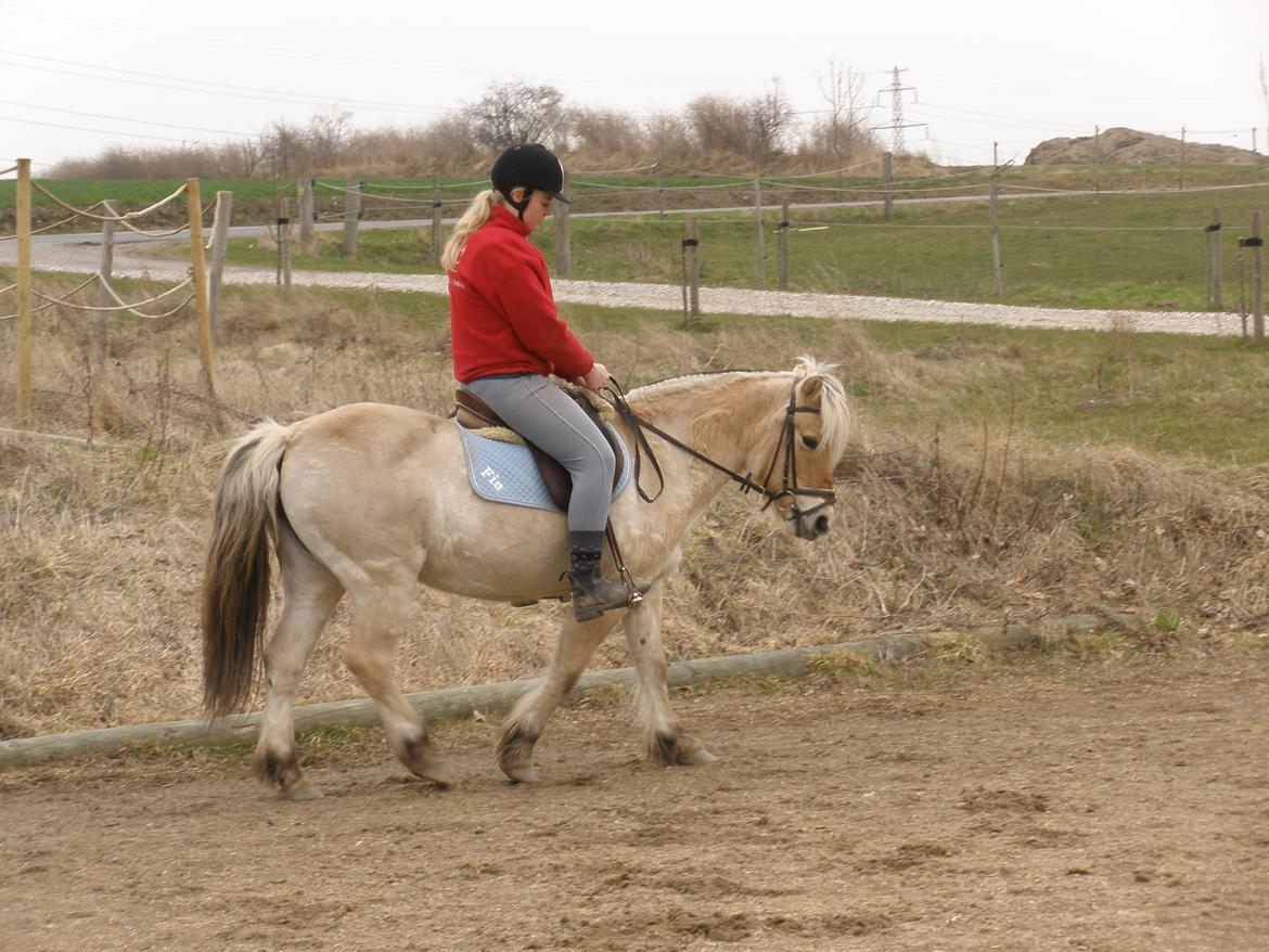 Fjordhest † Fie† billede 40