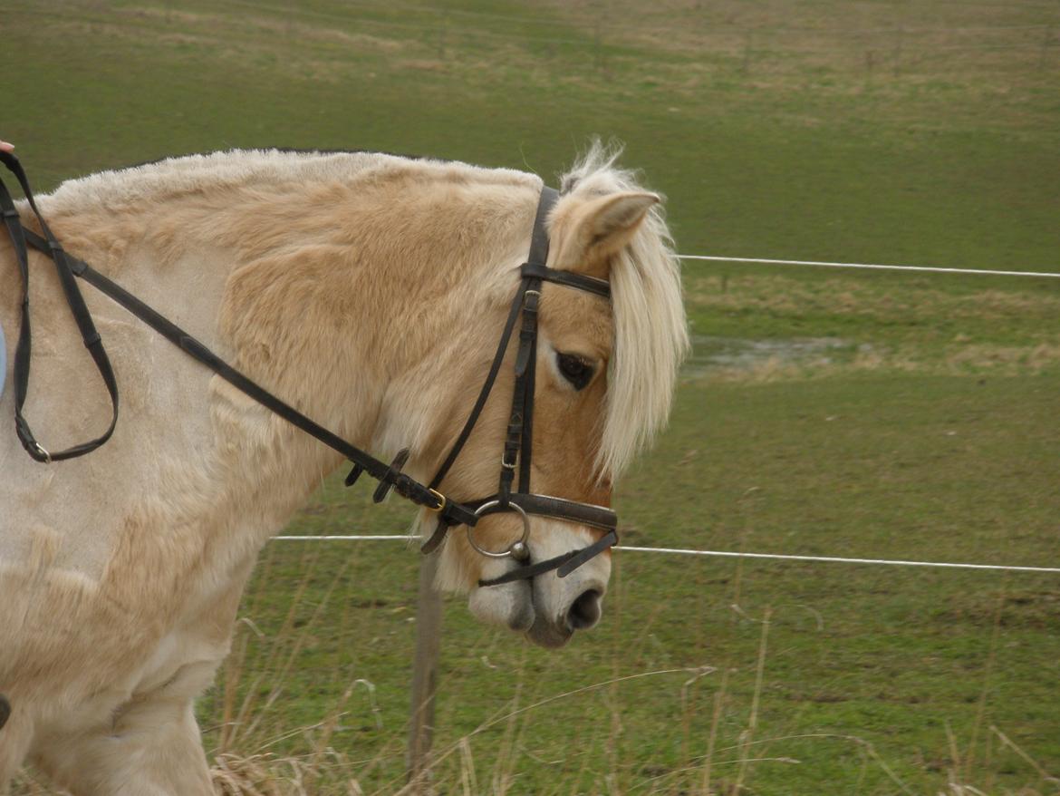 Fjordhest † Fie† billede 41