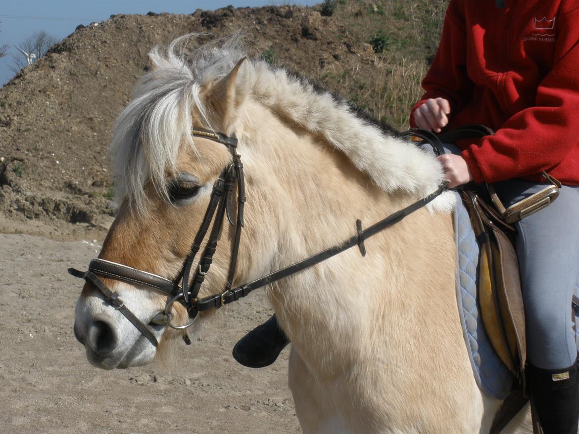Fjordhest † Fie† billede 43